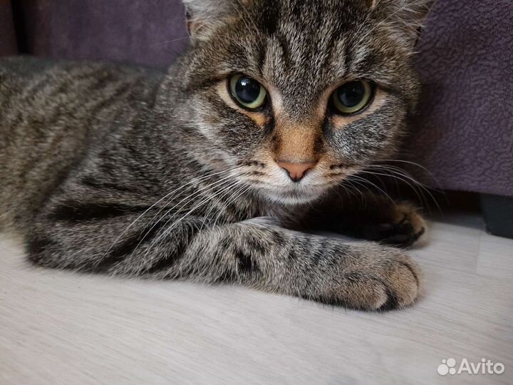 Отдам кошечку