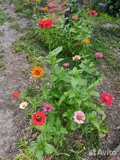 Лунария(лунник) Циния растения для сада семена