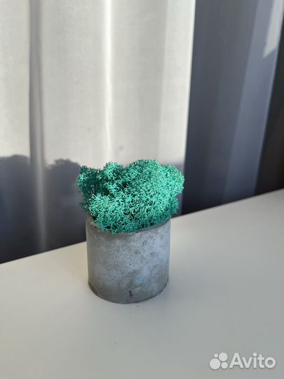 Стабилизированный мох