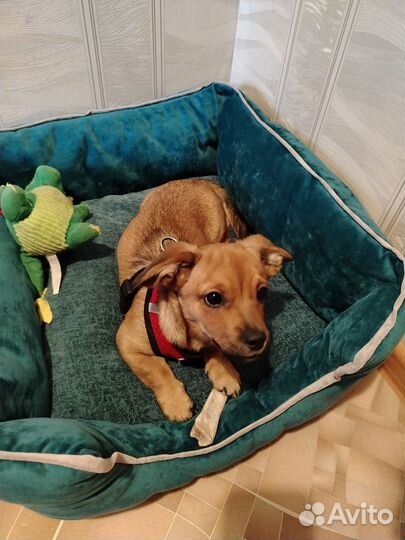 Щенок 4 месяца