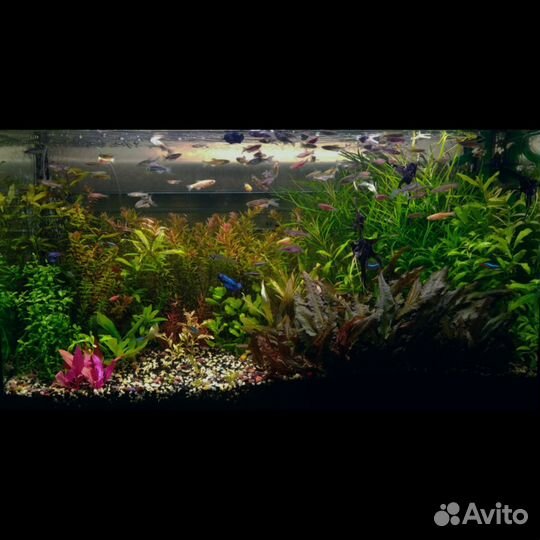 Аквариумные растения