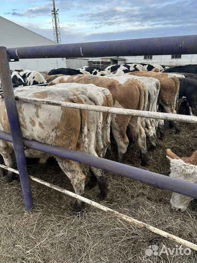 Бычки и телки на откорм (герефорды, симменталы, ан