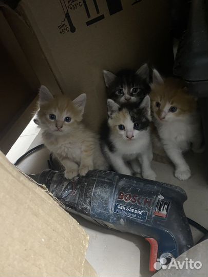 Котята бесплатно