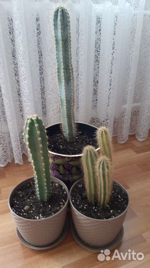 Кактусы и суккуленты