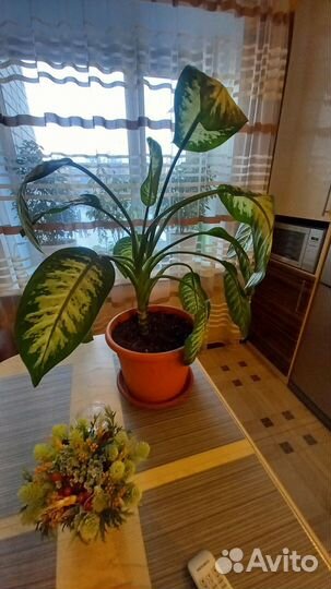 Диффенбахия тропик сноу