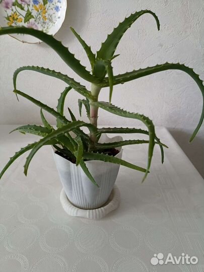 Алоэ (столетник)