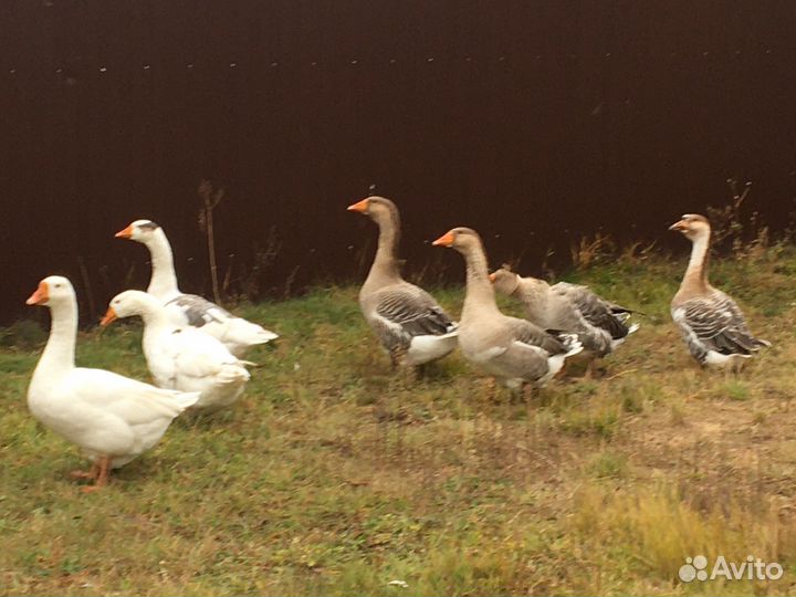 Гуси домашние