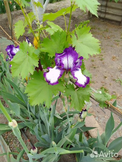 Ирисы бородатые