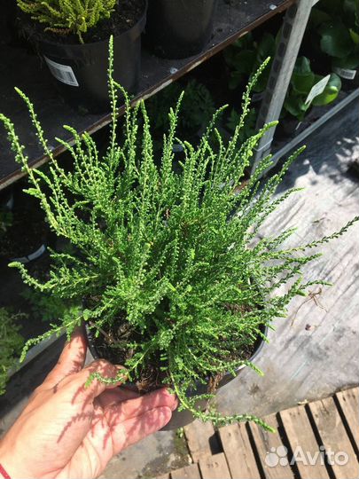 Вереск в горшке