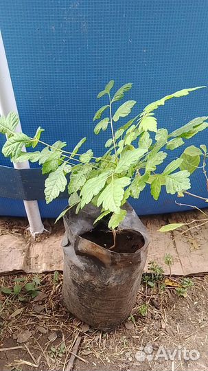 Можжевельник виргинский