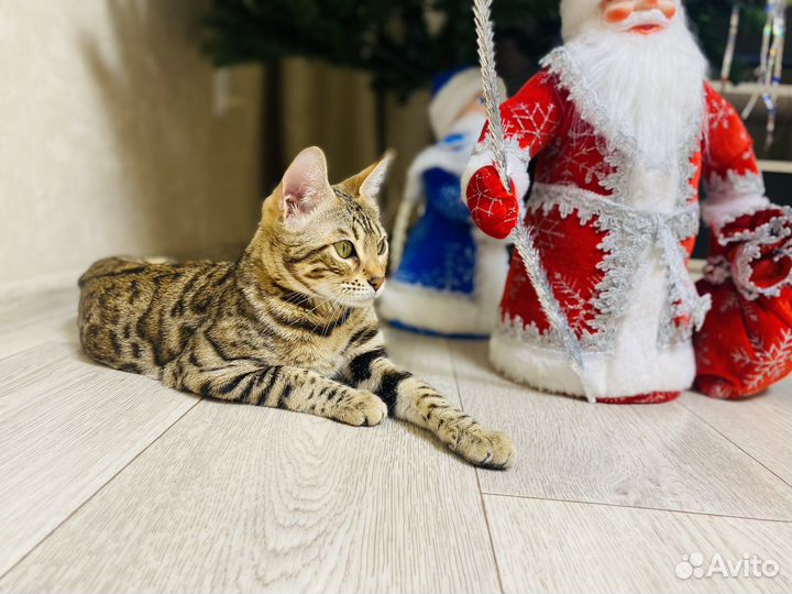 Бенгальская кошка