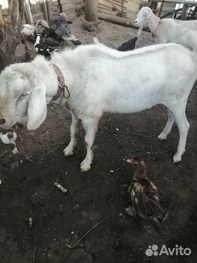 Продаю дойных коз