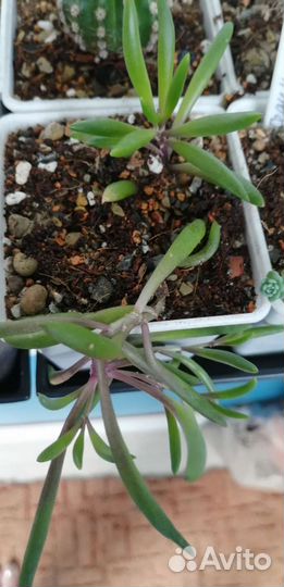 Кактусы и суккуленты