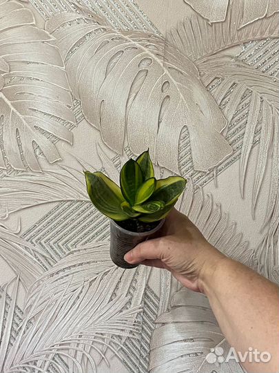 Сансевиерия муншайн, ханни