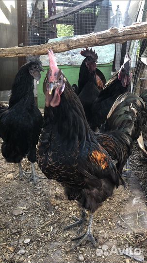 Молодые петухи