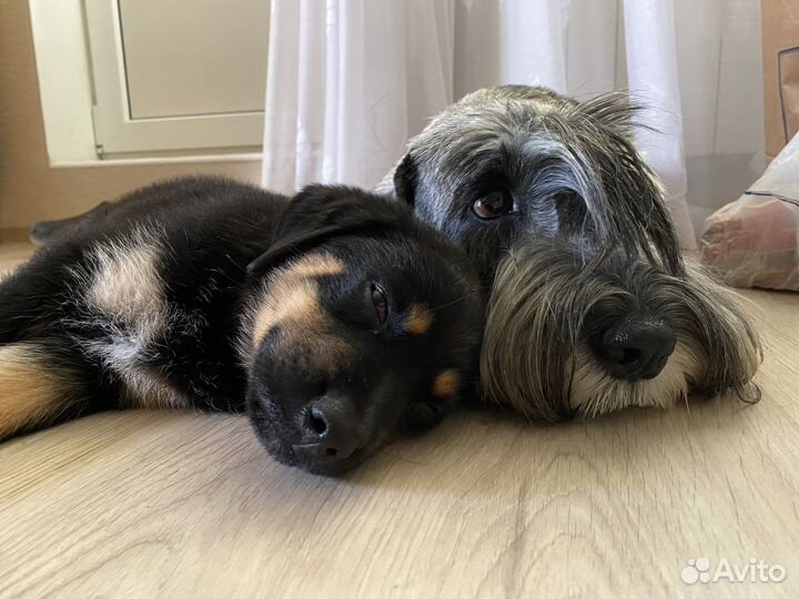 Щенок в добрые руки