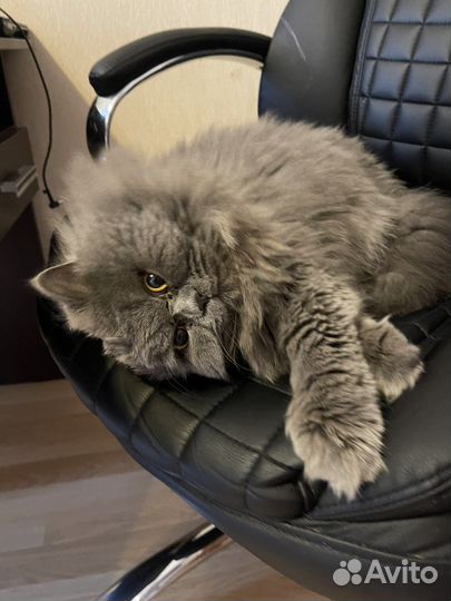 Шотландский кот вязка