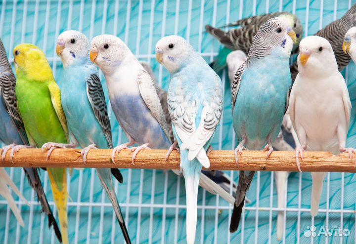 Волнистые попугаи птенцы