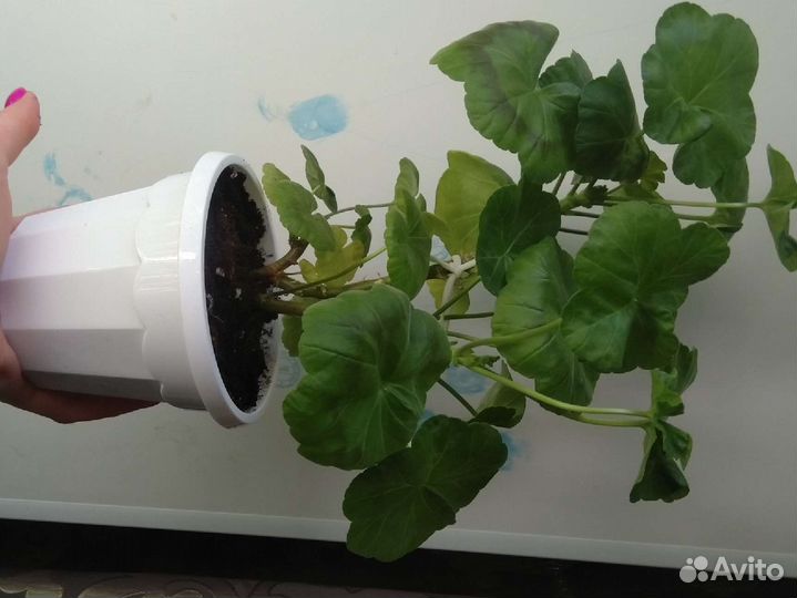 Пеларгония герань Powder Puff кустик