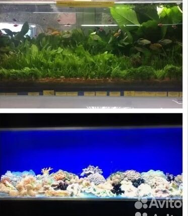 Аквариумы в Белой Акуле