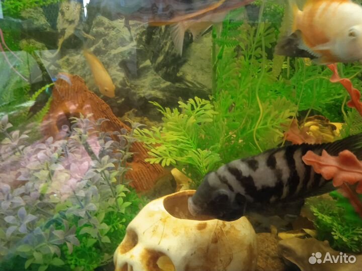 Аквариумные рыбки