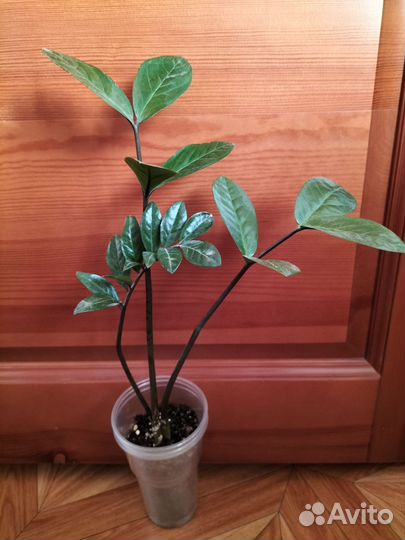 Замиокулькас