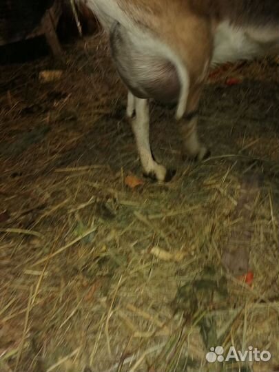 Козы дойные
