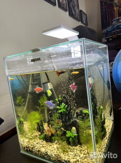 Аквариум