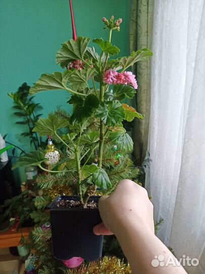 Пеларгония розебудная