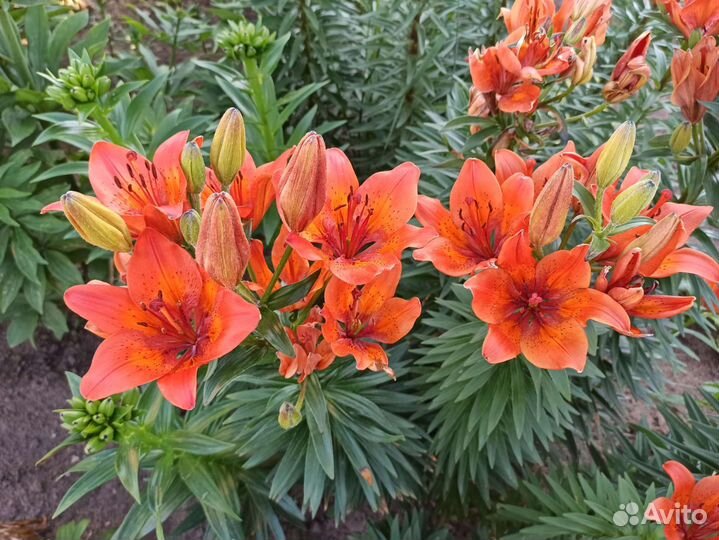 Цветы многолетники