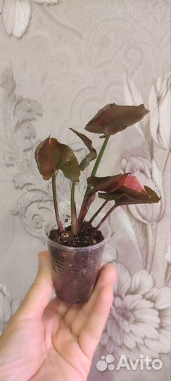 Сингониум клубничный лед