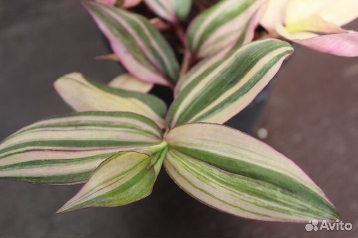 Сортовые традесканции срезом