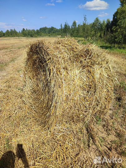 Солома овсяная