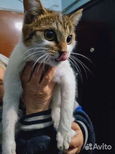 Кошечка погибает в подъезде