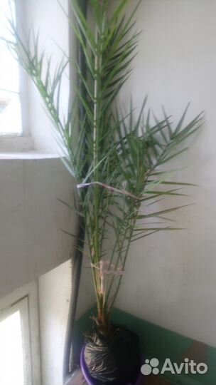 Финиковая пальма (Phoenix)