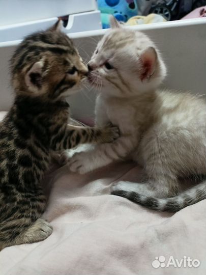 Бенгальские котята