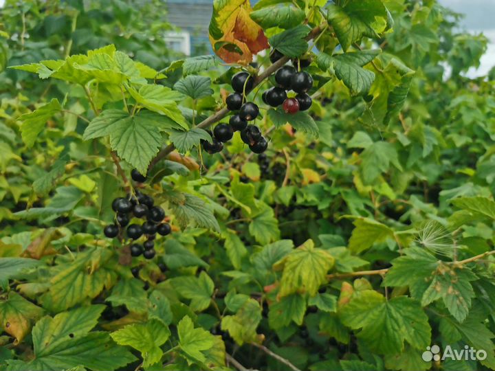 Чёрная смородина