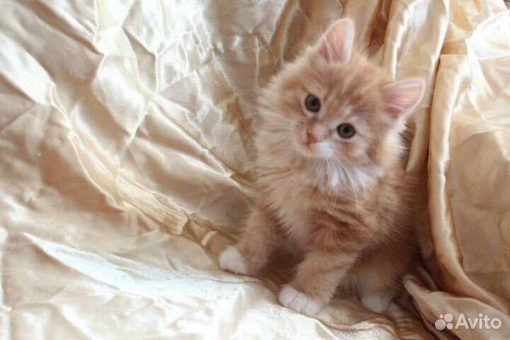 Котята курильский бобтейл разных окрасов