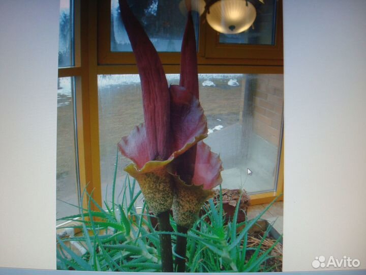 Аморфофаллус