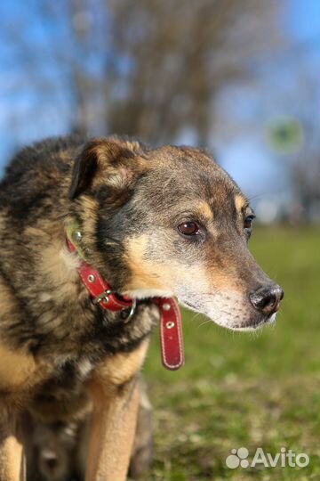 Собака Серхио бесплатно