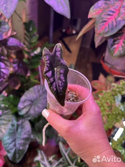 Алоказия сандериана