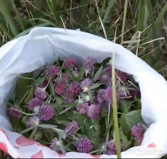Лекарственные травы,ягоды,помидоры
