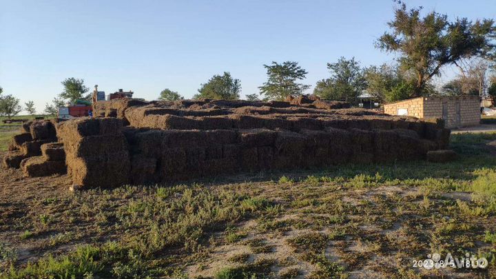 Тюки гороховая солома