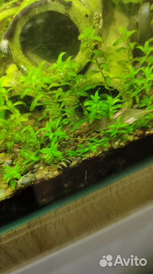 Улитка Хелена