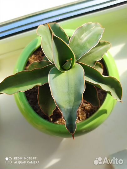 Сансевьерия сортовая