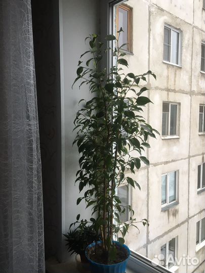 Комнатные растения цветы большие