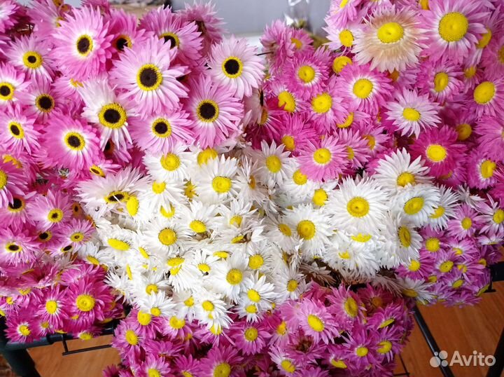 Акроклинум гелиптерум сухоцветы