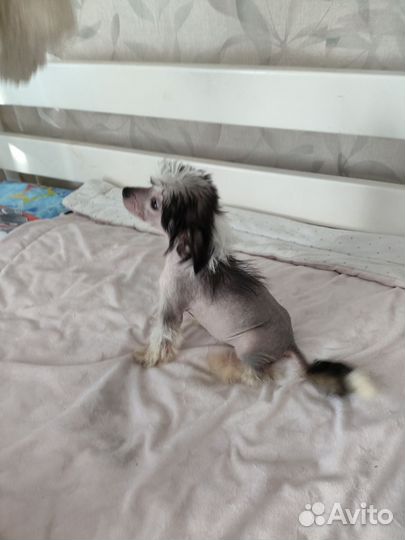 Мальчики Мини