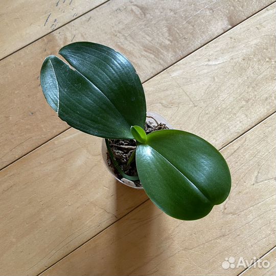 Орхидея Phal Miro Mosla