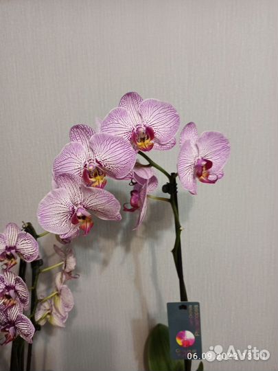 Орхидея фаленопсис Биг